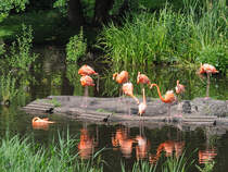 Kubaflamingos Anfang Juli 2010 im Zoo Schwerin.