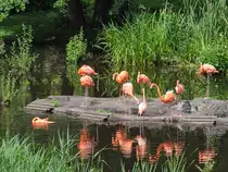 Kubaflamingos Anfang Juli 2010 im Zoo Schwerin.