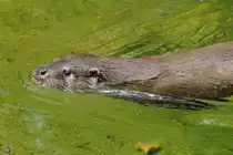 Ein Eurasischer Fischotter Anfang Juli 2010 im Zoo Schwerin.