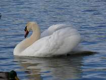 berwintern auf dem Whrdersee