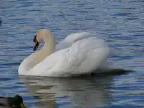 �berwintern auf dem W�hrdersee