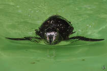 Ein Humboldtpinguin Anfang Juli 2010 im Zoo Schwerin.