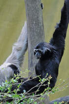 Ein Kappengibbons Anfang Juli 2010 im Zoo Schwerin.