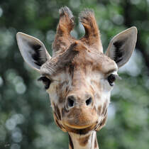 Eine Rothschildgiraffe Anfang Juli 2010 im Zoo Schwerin.