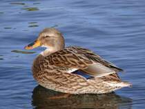 Bewohner des Whrdersee in Nrnberg