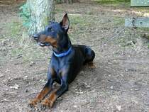 Dobermann- Rde
