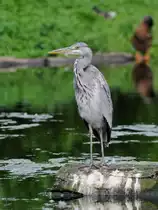 Ein Graureiher Anfang Juli 2010 im Zoo Schwerin.