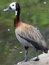 Eine Rostgans Anfang Juli 2010 im Zoo Schwerin.