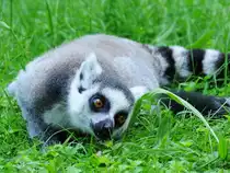 Ein neugieriger Katta Anfang Juli 2010 im Zoo Schwerin.