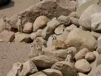 Such den Vogel im Erdm�nnchenrevier. (Zoo Schwerin, Juli 2010)