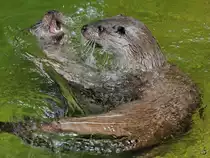 Eurasische Fischotter Anfang Juli 2010 im Zoo Schwerin. 