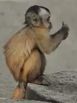 Ein junger R�ckenstreifen-Kapuzineraffe Anfang Juli 2010 im Zoo Schwerin.