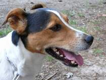 Jack-Russel-R�de, Chaot!