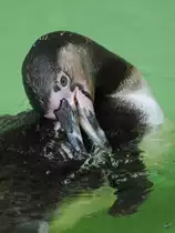Ein Humboldtpinguin Anfang Juli 2010 im Zoo Schwerin.
