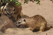 Erdmnnchen Anfang Juli 2010 im Zoo Schwerin.