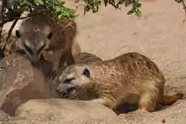 Erdm�nnchen Anfang Juli 2010 im Zoo Schwerin.