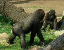Gorillas im Frankfurter Zoo.