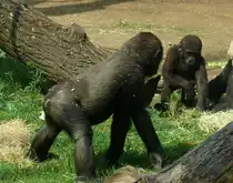 Gorillas im Frankfurter Zoo.