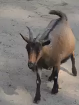 Eine Westafrikanische Zwergziege Anfang Juli 2010 im Zoo Schwerin. 
