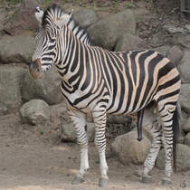 
Ein Grevy-Zebra Anfang Juli 2010 im Zoo Schwerin. 