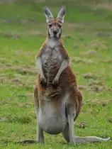 Ein Rotes Riesenk�nguru mit gef�lltem Beutel im Zoo Dortmund. (Juni 2010)