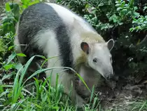 Ein Tamandua, oder auch kleiner Ameisenb�r im Zoo Dortmund. (Juni 2010)