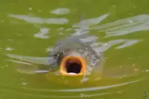 Ein Karpfen im Zoo Dortmund. (Juni 2010)