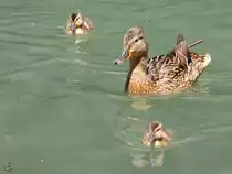 Eine Ente mit Nachwuchs. (Zoo Dortmund, Juni 2010)