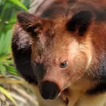 Ein Goodfellow-Baumk�nguru im Zoo Dortmund. (September 2010)