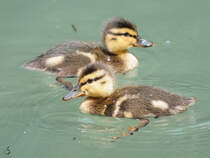 Kleine Entchen im Zoo Dortmund. (Juni 2010)