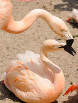 Rosaflamingos im Zoo Dortmund. (Juni 2010)