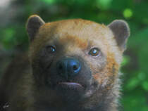 Ein Waldhund im Zoo Dortmund. (Juni 2010)