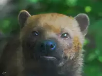 Ein Waldhund im Zoo Dortmund. (Juni 2010)