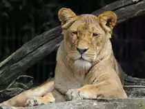 Ein Berberl�we im Zoo Dortmund. (Juni 2010)