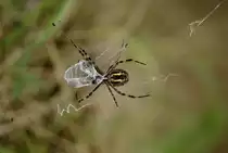 Eine Wespenspinne auch Zebra-o.Tigerspinne genannt beim einweben einer Libelle. Die M�nnchen der Wespenspinnen werden max.6mm im Gegensatz dazu die Weibchen bis zu 25mm,vertreten sind sie in ganz Europa.
