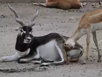 Eine Hirschziegenantilope im Zoo Dortmund. (Juni 2010)