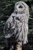 Ein Bartkauz Anfang September 2010 im Zoo Dortmund.