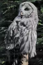 Ein Bartkauz Anfang September 2010 im Zoo Dortmund.