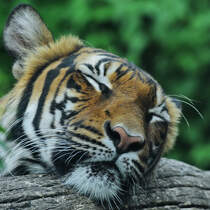 Ein mder Tiger im Zoo Dortmund. (Juni 2010)
