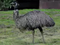 Ein Strau� Anfang September 2010 im Zoo Dortmund.