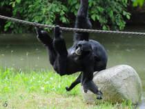 Siamangs im Zoo Dortmund. (Juni 2010)