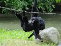 Siamangs im Zoo Dortmund. (Juni 2010)