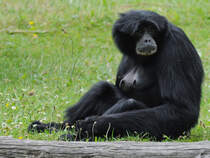 Eine Siamang-Dame im Zoo Dortmund. (Juni 2010)