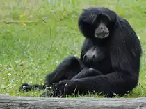 Eine Siamang-Dame im Zoo Dortmund. (Juni 2010)