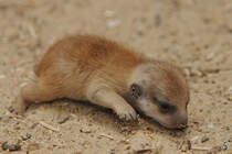 Ein junges Erdmnnchen im Zoo Dortmund. (Juni 2010)
