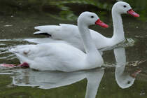 Coscorobaschwne Ende Juni 2010 im Zoo Dortmund.
