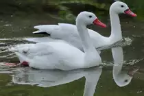 Coscorobaschw�ne Ende Juni 2010 im Zoo Dortmund.