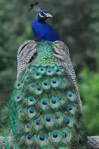 Ein Blauer Pfau im Zoo Dortmund. (Juni 2010)