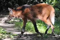 Ein M�hnenwolf im Zoo Dortmund. (September 2010)