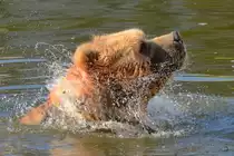 Dieser Kodiakb�r vergn�gt sich im Wasser. (Zoom Gelsenkirchen, Juli 2012)